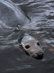 MMP008: Grey Seal