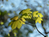 1st April Sycamore