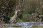Bittern standing still with reeds behind