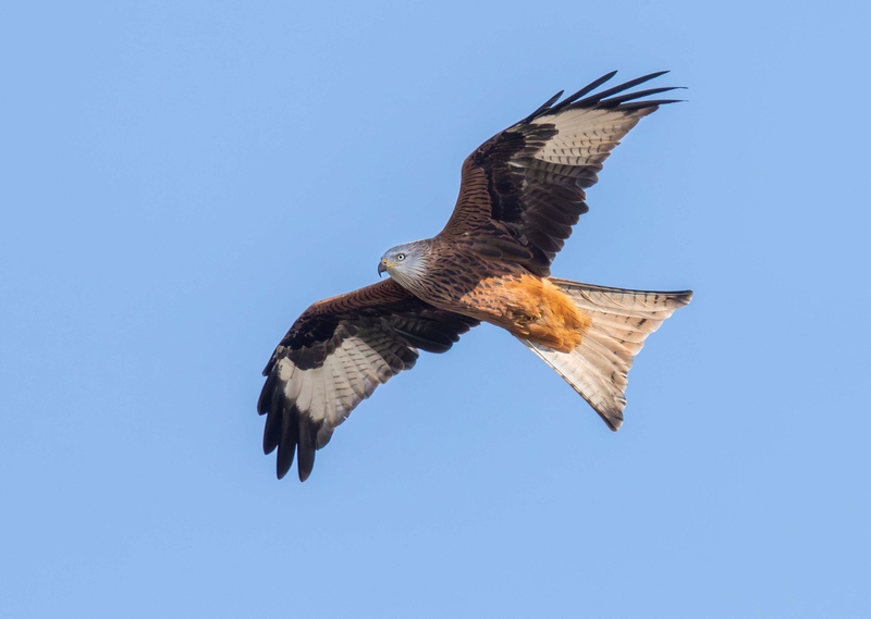 Red Kite - St Aidans RSPB - Leeds
