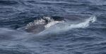 Fin Whale, Pico Island, Azores