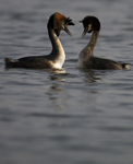GREAT CRESTED GREBES portfolio
