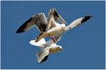 Mid-air Tussle
