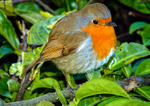 Robin Erithacus rubecula-37