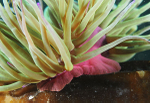 Anemonia viridis column detail