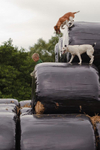 Terriers portfolio