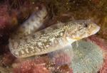 Zoarces viviparus