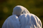 Shy Goose _ AGTO112