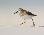 Least Sandpiper running close-by, Fort De Soto Park, Florida