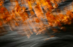Afon Ogwen, beech, wind