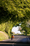 Between the Hedgerows