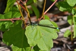 Blue-tailed Damselfly