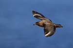 Brown Skua flying, blue sea background, Steeple Jason