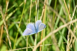 Insects, Dragon Flies, Bugs and Plants portfolio