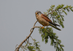 Wild Kestrel