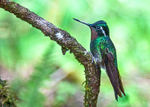 IMG_3083 Purple Throated Mountain Gem Hummingbird, Costa Rica