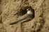Sand Martin