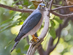 Shikra