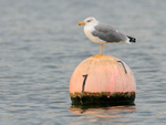 Yellow-legged Gull standing on a buoy at Farmoor Reservoir