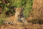 Female Jaguar resting, paws outstretched, Rio Sao Lourenco, Brazil
