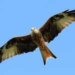 Red Kite