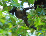 Mantled Howler Monkey, Manuel Antonio, Costa Rica