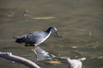 White-breasted Waterhern