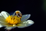Bee - 6562