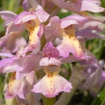 Hybrid Orchis - Orchis x colemanii ( Orchis mascula x O. pauciflora)
