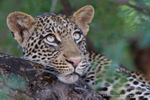 Leopard cub sleeping in a tree