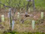 Short-eared Owl