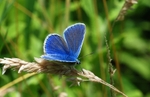Common Blue