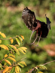 Glossy Ibis about to land, Wakodahatchee Wetlands, Florida