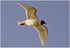 Adult Med Gull ( 3 )