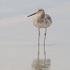 WILLET - HUNTINGTON STATE PARK, SC, SC