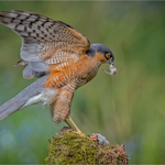 2nd didital Sparrow Hawk enjoying prey Charlie Kidd