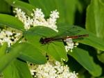 Large Red Damselfly