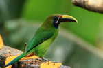 Northern Emerald Toucanet portfolio