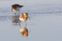 SBW006: Feeding Dunlin