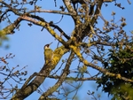 Green Woodpecker