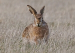 Brown Hare