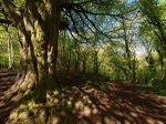 Anston Stones Wood (02)