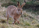 Brown Hare