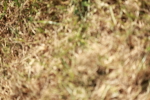 SBM_08741