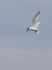 SBT005: Sandwich tern