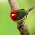 Red-headed Barbet, Buena Vista, Costa Rica