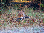 Red Fox