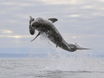 Great White Shark breach (frame 5), Mossel Bay, South Africa