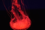Red Jelly