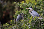 Great Blue Heron looks out, Venice Rookery, Florida